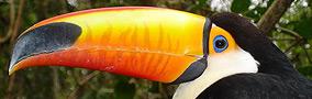 Excursion Birdwatching Iguazu