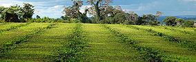 Excursion Yerbatera en Misiones